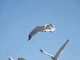 DSC_0629.jpg