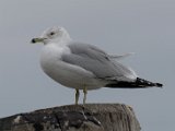DSC_0138.jpg