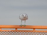 DSC_0187.jpg
