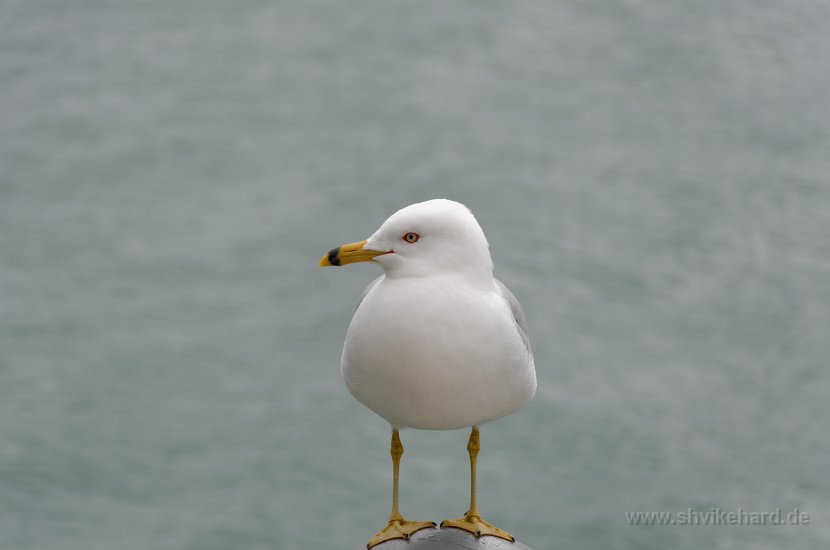 DSC_0105