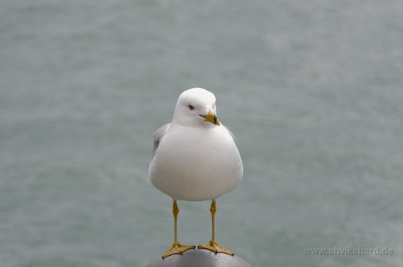 DSC_0106