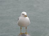 DSC_0106.jpg