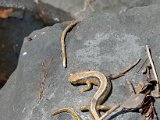 DSC_0238.jpg