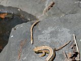 DSC_0239.jpg