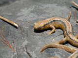DSC_0244.jpg