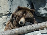 DSC_0252.jpg