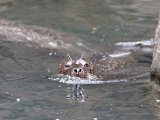 DSC_0271.jpg