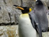 DSC_0272.jpg