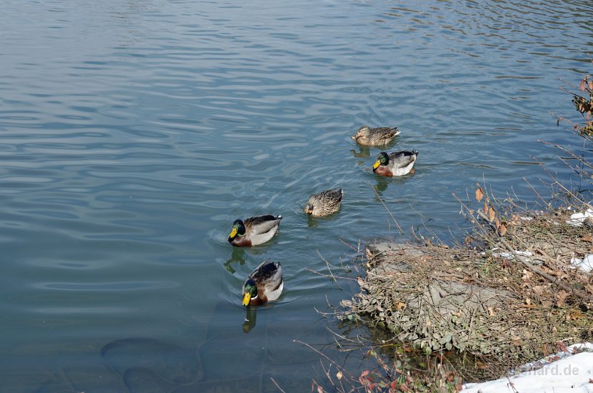 DSC_0310