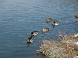 DSC_0309.jpg