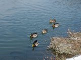 DSC_0310.jpg