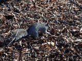 DSC_0333.jpg