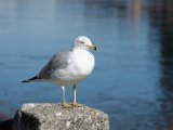 DSC_0433.jpg