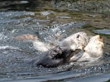 DSC_0435.jpg