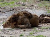 DSC_0701.jpg