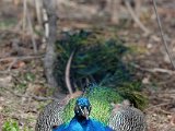 DSC_0709.jpg