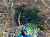 DSC_0710.jpg