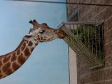DSC_0718.jpg