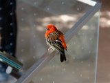 DSC_0733.jpg