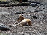 DSC_0774.jpg
