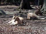 DSC_0775.jpg