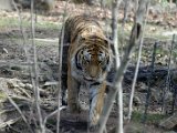 DSC_0780.jpg