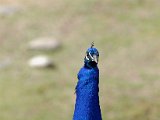DSC_0814.jpg