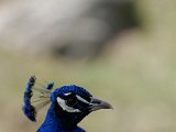 DSC_0815.jpg