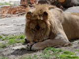DSC_0818.jpg