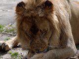 DSC_0823.jpg